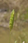 Carolina canarygrass